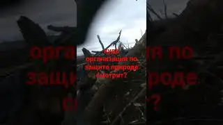 Бешенный Макс охренел бы