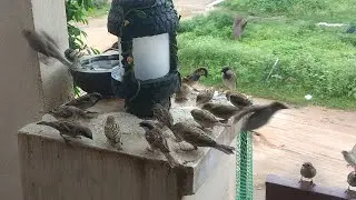 Bird feeding at home | Bird Feeding full time lapse
