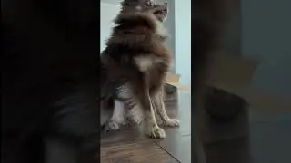 The dog experiment | How Many Times Will My Dog Get In/Out Of The Box 🤣 #dogs #doglover #chihuahua