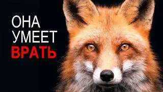 THE FOX IS THE MOST CUNNING ANIMAL ON EARTH!