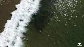 dolphins vs salmon you wont believe your eyes the size of this 😯
