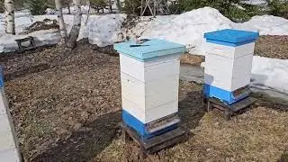 Ранние облёты пчёл