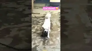 Are baap re 🥶❤️ #vlog #dog #dogs #shortvideo #viral #ytshorts #reels