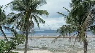 Beach and coconut trees in Sorsogon