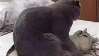 стук и перемен акуст бас
