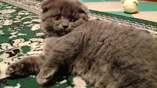 Шотландский Котенок Бося (Босс) играет, нападает