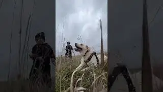 Поле