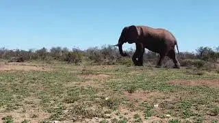 Elephant 02