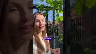 Пероноспороз огурца, методы борьбы