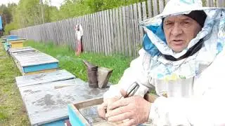 Результат облета молодых маток.