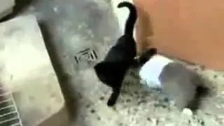 С кроликом шутить опасно, особенно котам :)