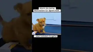 Keine Motivation #sport #motivation #viral #shorts