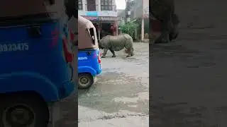 Rhinoceros 🦏 walking on the way guys 😱😊