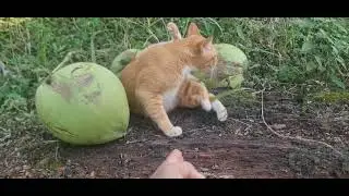 AWAL MULA KUCING INI BERNAMA CEMMEK