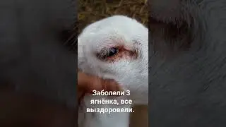 Контагиозная эктима овец.