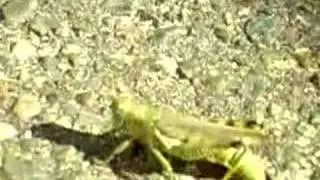 Grasshopper Afternoon - I Get Around
