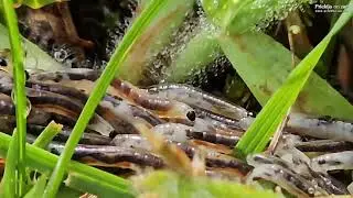 Fungus gnat larvae