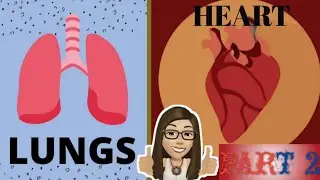 HUMAN BODY ORGANS: Part 2: Heart and Lungs