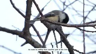 Crows & Chickadees in my Backyard