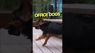 We love our four-legged furry friends 🐕🐩🐕‍🦺