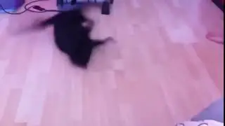 танцующий котяра