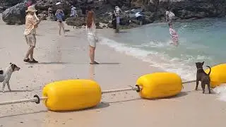 waouh tous les chiens qu'il y a sur cet plage et même partout sur l'île de koh Larn @AliAnasKhan