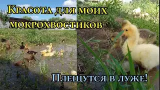 Гусята и утята купаются в луже!