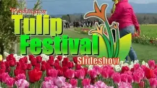 Washington Skagit Tulip Festival Video Slideshow Western Washington Tulip Fair