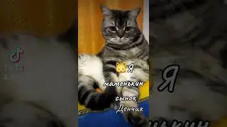 #cat #кот