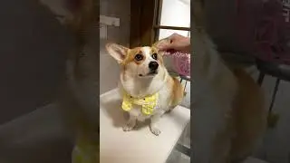 Corgi with big round eyes #corgi #funnydogs #shorts