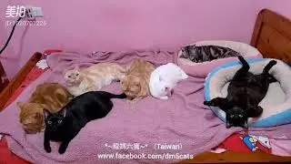 *~龍媽六寶~*炭噹噹又再耍廢了