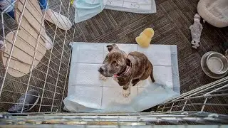 Dog Pees In Crate: What To Do