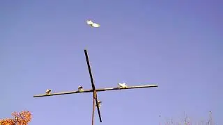 Двухчубые СА Рваный полет 3 11 22г