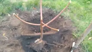Прищепа на персику добре росла ,а зараз загинула.Чи не загинула? Подивимося разом в чому тут діло.