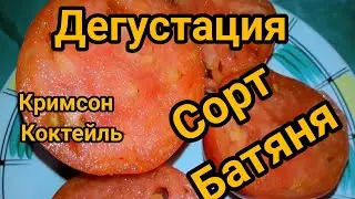 Дегустация. Какой томат слаще?