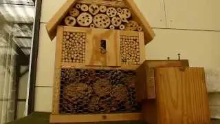 Wild Bees 13-03-2014