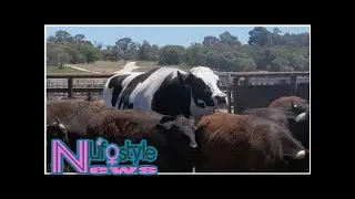 As tall as Michael Jordan and heavier than a car, Knickers the steer is one of the world's biggest