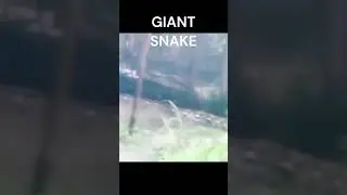 Giant snake caught on camera 