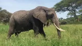FREE Stock Footage - Africa, Safari and Animals