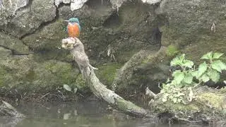 Kingfisher on the River Cam