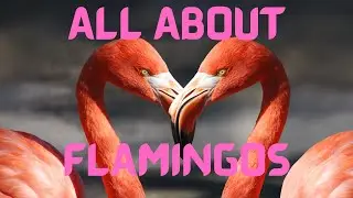 All About Flamingos