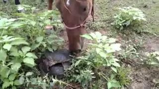 Giant Turtles Mating video