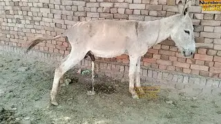donkey mating 8| horse mating | horse breeding | donkey breeding | horses mating numberdar life vlog