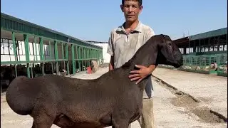 Гегант кочкор
