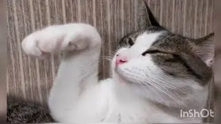 香水（瑛人）ソプラノリコーダー