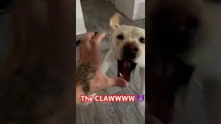 Angry Labrador gentle Rottweiler attack DA CLAW!! #dog #theclaw #labrador #rottweiler #funny #cute