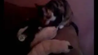 Kitty Cleans Stuffed Wolf