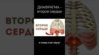 ДИАФРАГМА - ВТОРОЕ СЕРДЦЕ ❤️ Упражнения от спазма в полном видео