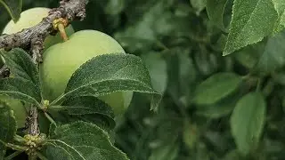 the details