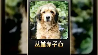 狗狗流浪到一座小島，竟意外成了四只幼獅的媽媽 #電影解說 #我的觀影報告 #治愈 #电影 #电影解说 #影视 #影视解说 #剧情